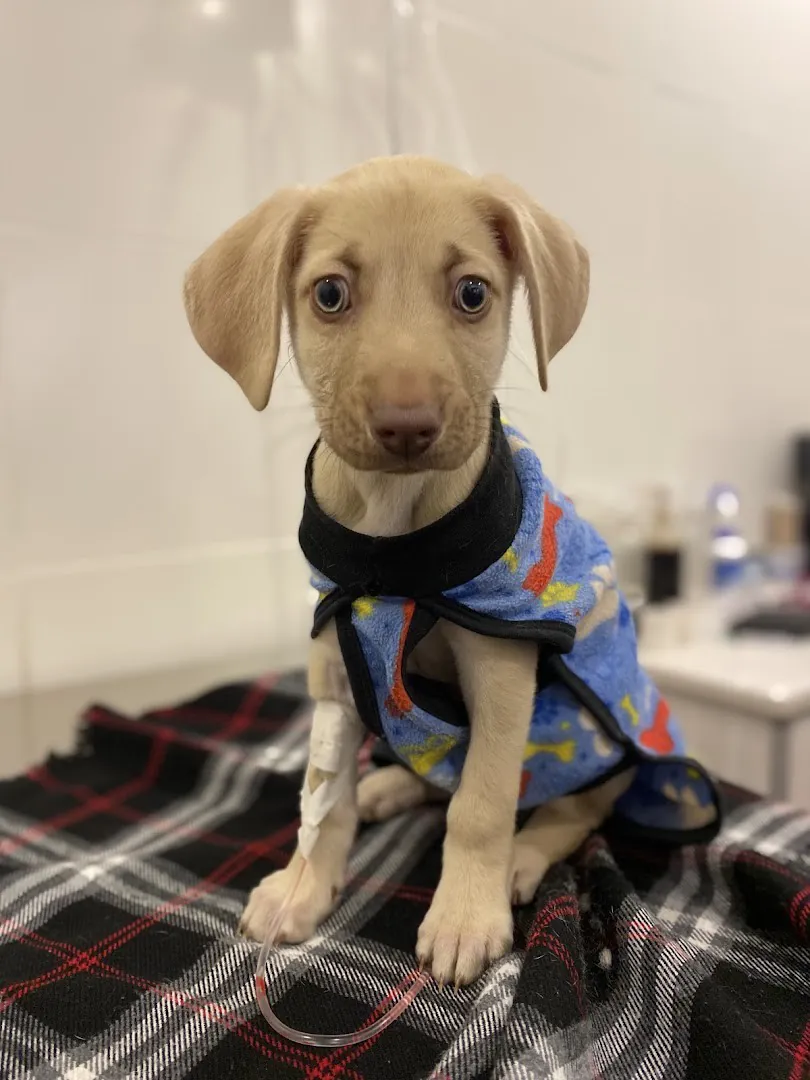 Un cachorro con abrigo azul, sentado sobre una manta escocesa