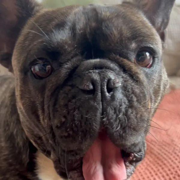 Bulldog francés atigrado sacando la lengua