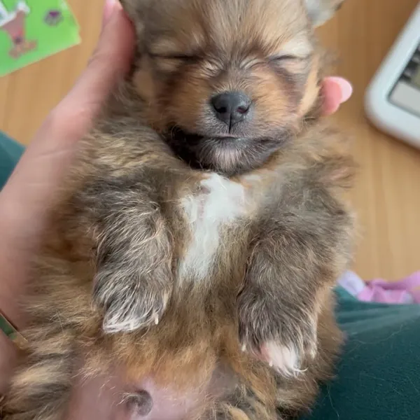 Cachorro dormido en una mano