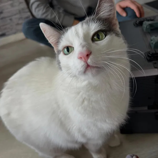 Gata blanca de ojos verdes sentada en el piso