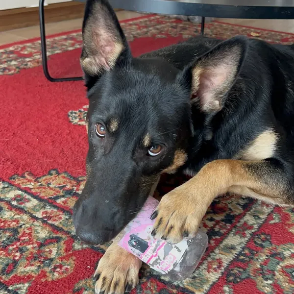 Perro ovejero echado sobre una alfombra roja