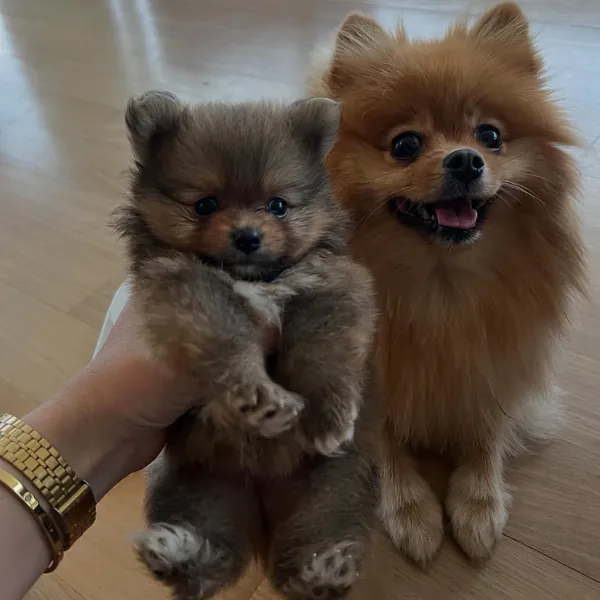 Dos pomeranias, uno cachorro en brazos y otro sonriendo