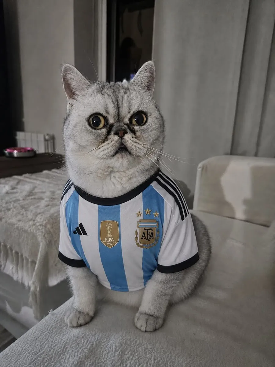 Gato gris con la camiseta de Argentina, tranquilo en el sillón de su casa
